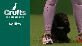 Agility Championships – Small/Medium (Agility) Part 2 | Crufts 2023