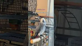 Don’t look away 🫣 #talkingparrot #funnyparrot #gizmothegreybird #africangrey #birds