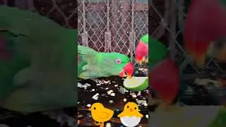 FUNNY 😂🤣 TALKING PARROT Cute 🥰🐣🐈🐥#ytshorts #shorts #youtubeshorts #parrot #mittoo #india