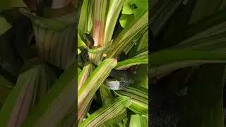 Hidden Snake in Bromeliads: Can You Spot it?