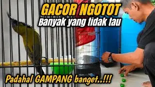 Edan!!! Ternyata cuma begini SOGON MENJADI GACOR NGOTOT NGLEPER