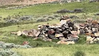 Mama Marmot and 4 Babies, White Mountains