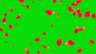 Футаж Лепестки роз, Падающие лепестки роз Футаж, цветы футаж hd