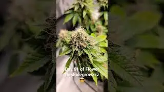 Day 61 of Flower 