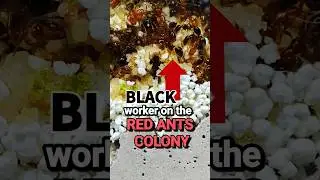 RED ant colony PRODUCED a BLACK worker?