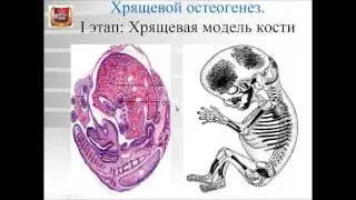 Лекция №5а. Развитие скелетных соединительных тканей (хондрогенез и остеогенез).