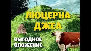 Выгодное вложение люцерны Джеа!