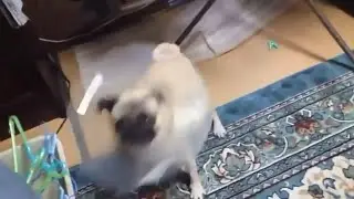 TOP 10 collections of funny dogs