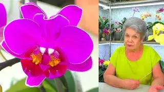 Открою вам секрет - Как появляются Сиамские близнецы - орхидеи, и Бабочки - мутанты? Аминосил...