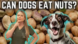 Can Dogs Eat Nuts??? Dr. Lindsay Butzer Veterinarian Explains!!!