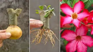 Try Adenium Cuttings with potato | How to grow plumeria flowers at home