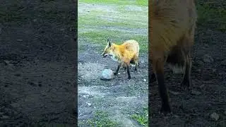 Fox walked up to my cat with a mouse 