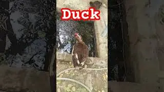 duck 🦆 