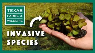 Protect The Lakes You Love, Help Stop Invasive Species