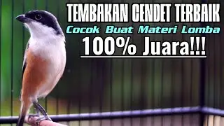 MASTERAN BURUNG CENDET GACOR FULL TEMBAKAN ISIAN MEWAH AMPUH MEMANCING CENDET ANDA JADI JUARA