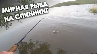 Рыбалка на спиннинг.  Отводной поводок на мирную рыбу. Ловлю подлещика,сорогу,окуня,уклейку и карася