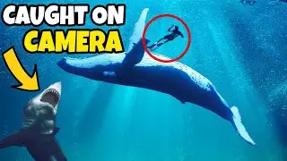 10 Hero Animals Saving Humans Caught On Camera