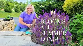 How to Prune Salvia to Get Continuous Blooms!! Learned this by Accident! My Selective Pruning Method