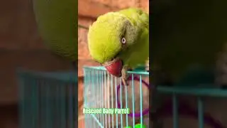 Rescued Baby Parrot ￼#parrot #animals #wildlife #saveanimals #ytshorts