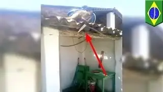 Пьяная обезьяна размахивает ножом на крыше