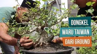 Angkat Bahan Bonsai Waru Taiwan Dari Ground Ke Pot Bersama Mas Haji Taofiq dan Mas Ciplux Bonsai