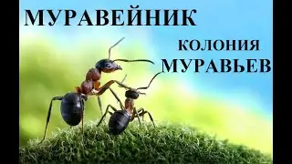 Муравейник. Колония муравьев. 