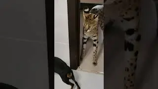 Serval teases dogs