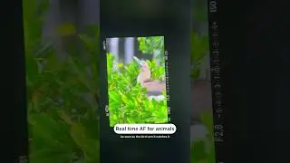 Sony A1 Auto focus 