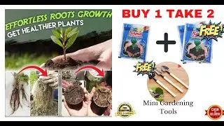 Rapid rooting Powder