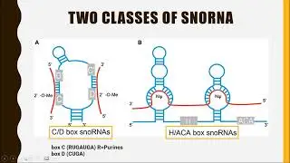 SMALL NUCLEOLAR RNA (snoRNA)