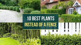 10 Best Plants You Can Grow Instead of a Fence 🏡 Top inspired ✅