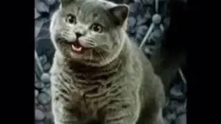 Cat nibbas