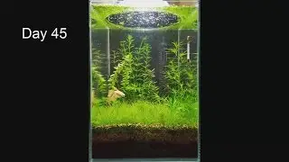 No Filter, No CO2, No Ferts, Mini Planted Tank - 2 Months Progress