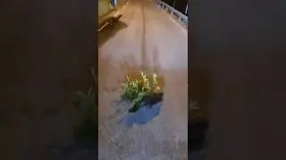 Такого вы еще не видели Бобер уже с елкой , а ты ?😂