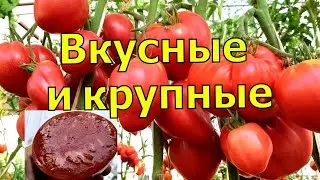 Крупноплодные томаты с хорошим вкусом. Лучшие сорта томатов для теплицы по итогам сезона