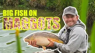 BIG FISH ON MAGGOTS | Margin Fishing | Short Fishing | Pole Fishing At Decoy Lakes!