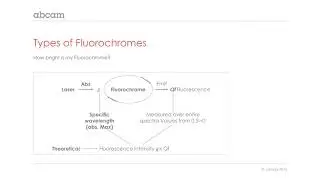 Choosing the right fluorophore for your experiments
