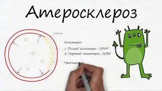 Атеросклероз и холестерин