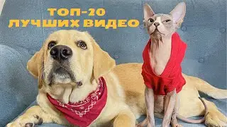 Лучшие видео с Дени и Мэни 🔥 ТОП 20