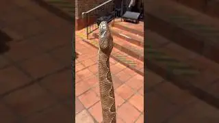 Incredible walking stick