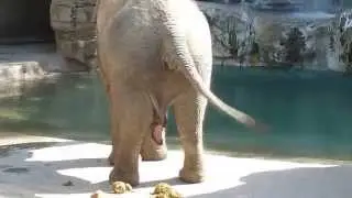 Asian Elephant Taking A Dump At The Fresno Chaffee Zoo!