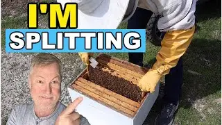 Beekeeping 101: Swarm Prevention & Splitting Your Hive