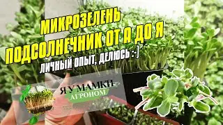 Микрозелень подсолнечника от А до Я. Как прорастить подсолнечник на микрозелень.
