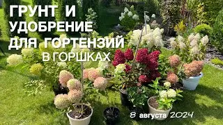 ГОРТЕНЗИИ В ЦВЕТУ. КАКОЙ Я ИСПОЛЬЗУЮ ГРУНТ ДЛЯ ГОРТЕНЗИЙ?