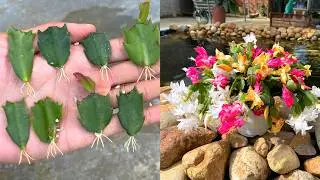 Simple tips for growing Christmas cactus, anyone can do if they know how