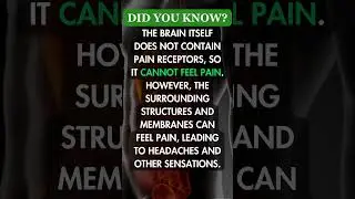 The Brain #shorts #youtubeshorts #health