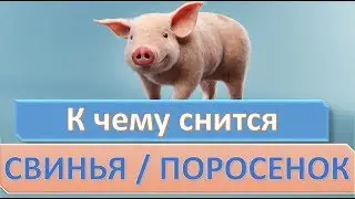 К чему снится СВИНЬЯ (ПОРОСЕНОК) | СОННИК