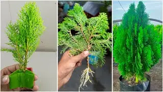 How to propagate Thuja/Jhau from cutting | Grow Thuja tree from cutting