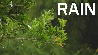 [4K] Nature Rain Free Stock Footage | No Copyright Royalty-Free