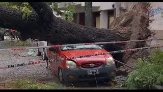 El temporal que azotó la ciudad de Buenos Aires dejó numerosos árboles caídos